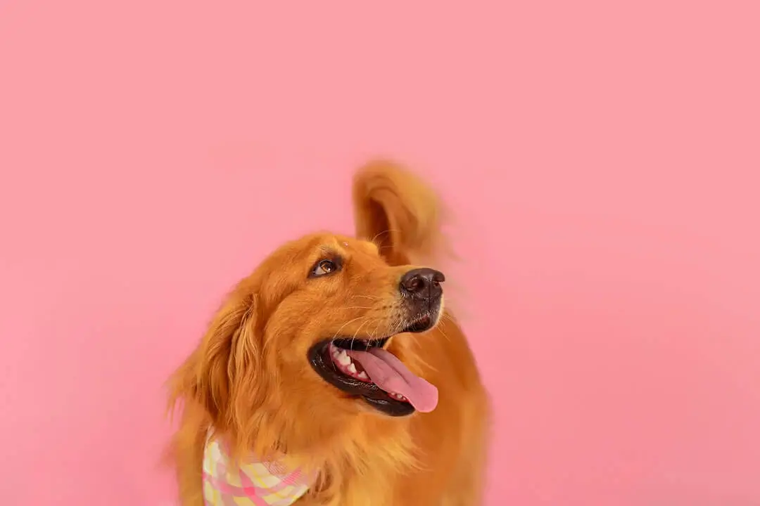 Stormy diva